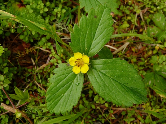 {Potentilla indica}
